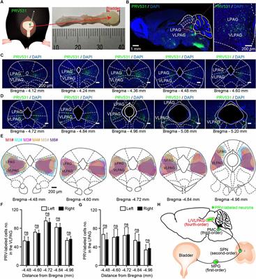 Ventrolateral Periaqueductal Gray Neurons Are Active During Urination
